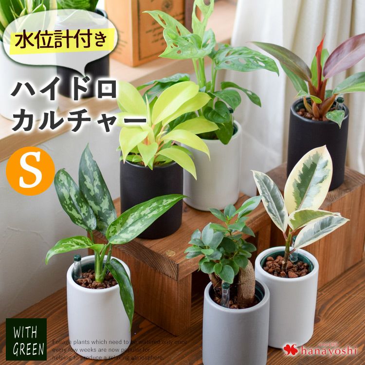 水位計付きモノトーンポット 観葉植物 Sサイズｘハイドロカルチャー 