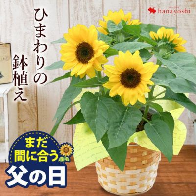 まだ間に合う 父の日 プレゼント 花 2023 ひまわり 5号鉢 in バスケット 鉢植え 【品質保証】