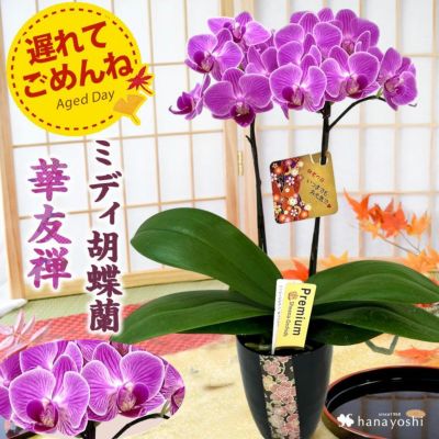 【残りわずか！】遅れてごめんね 敬老の日ギフト 2024 椎名洋ラン園さんの ミディ胡蝶蘭 華友禅