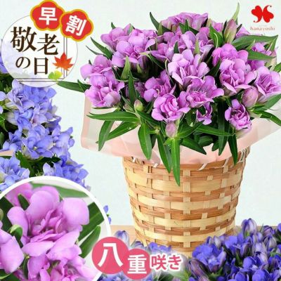 早割 敬老の日 2025 送料無料 選べる 八重咲き りんどう アシロブーケ