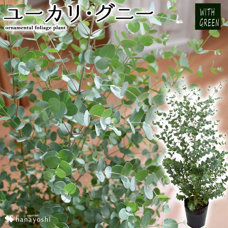 ユーカリ・グニー 鉢植え 観葉植物 ユーカリの木 10/7～11/中旬 お届け