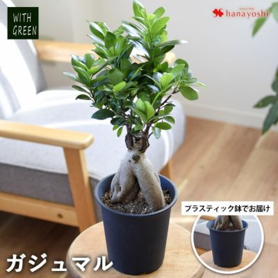 ガジュマル 鉢植え ＜プラスチック鉢でお届け＞ 多幸の木 幸せを呼ぶ木