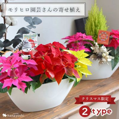 モリヒロ園芸さんの寄せ植え 選べる2種類 ポインセチア コニファー 【11/22～12/19で日時指定OK】