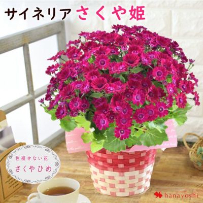 値下げヒラリーメイヤー☆窓辺のピンクの花 値下げヒラリーメイヤー☆窓辺のピンクの花