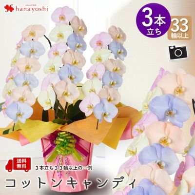 産地直送！リーフさんの カラー胡蝶蘭 コットンキャンディ MIYABI＜大輪・３本立ち＞ 30輪以上