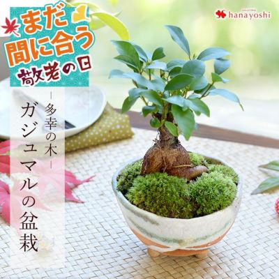 ガジュマル 鉢植え ＜プラスチック鉢でお届け＞ 多幸の木 幸せを呼ぶ木 観葉植物 | フラワーマーケット花由公式サイト