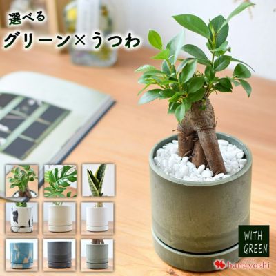 フィカス・ウンベラータ 鉢植え 育てやすい グリーン 観葉植物 インテリアグリーン ＜バスケットに入れてお届け＞ | フラワーマーケット花由公式サイト