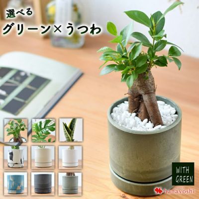 選べるグリーン＆選べる器 観葉植物 インテリア ギフト