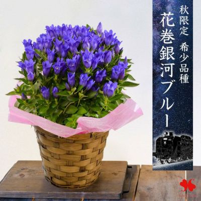 秋限定 リンドウ 花巻銀河ブルー 5号鉢 鉢植え ＜バスケットでお届け＞ 10月11日～31日のお届け
