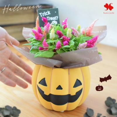 鉢植え 2025 ジャックのお花畑  秋 ハロウィン ジャックオランタン