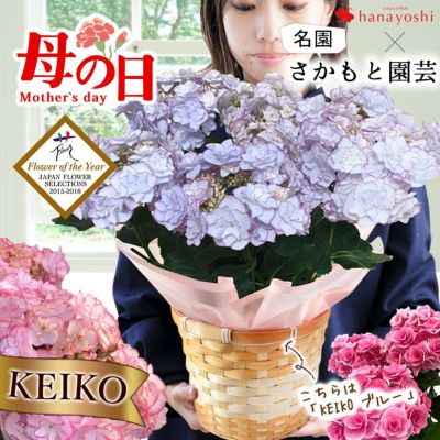 母の日 2025 希少品種 さかもと園芸 プレミアム あじさい 5号