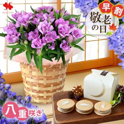 早割 敬老の日 2025 送料無料 選べる 八重咲き りんどう アシロブーケ と くるみの月 セット