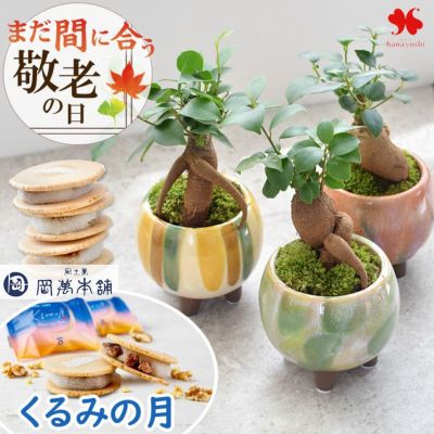 まだ間に合う 敬老の日 2025 送料無料 ガジュマル 多幸の木 の 盆栽 と くるみの月 セット
