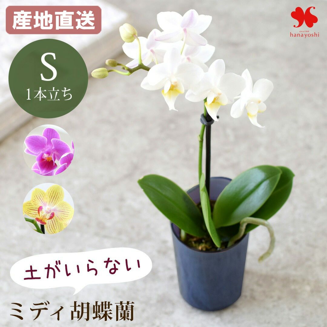 産地直送 椎名洋ラン園さんの 花色と器の色が選べる 土がいらない