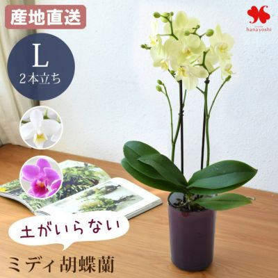 産地直送 椎名洋ラン園さんの 花色と器の色が選べる 土がいらない ミディ胡蝶蘭 「ranto」 Lサイズ