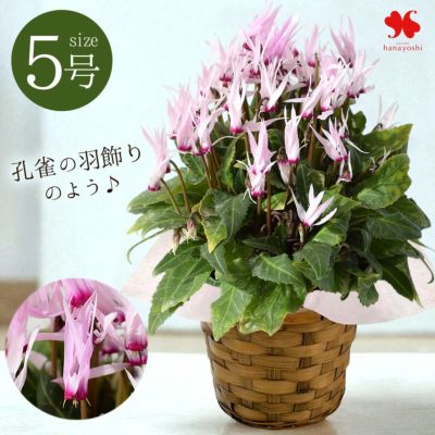 鉢植え シクラメン ピーコック 5号鉢＜バスケット付＞ 【11月22日～12月19日のお届け】 送料無料