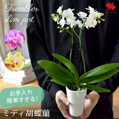 産地直送 椎名洋ラン園さんの 花色と器の色が選べる お手入れ簡単すぎる ミディ胡蝶蘭 タンブラースリムポット