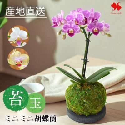 産地直送 椎名洋ラン園さんの ミディ胡蝶蘭 ミニミニ胡蝶蘭 の 苔玉