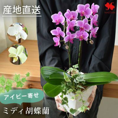 産地直送 椎名洋ラン園さんの  アイビー寄せ ミディ胡蝶蘭  花と器の色が選べる